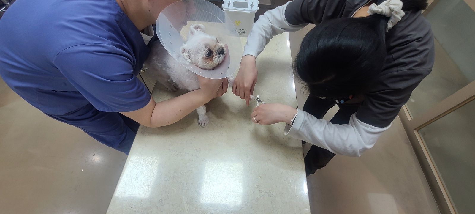 구리 24시 더케어 동물의료센터 24학년도 1학년 실습 사진 3